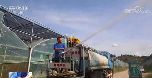 各地正多方施策戰高溫 保障蔬菜生產供應